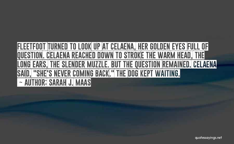 Sarah J. Maas Quotes: Fleetfoot Turned To Look Up At Celaena, Her Golden Eyes Full Of Question. Celaena Reached Down To Stroke The Warm