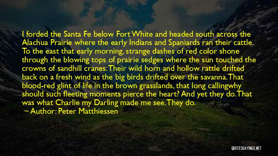 Peter Matthiessen Quotes: I Forded The Santa Fe Below Fort White And Headed South Across The Alachua Prairie Where The Early Indians And