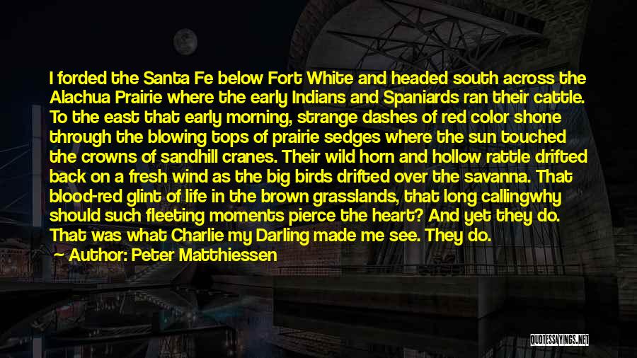 Peter Matthiessen Quotes: I Forded The Santa Fe Below Fort White And Headed South Across The Alachua Prairie Where The Early Indians And