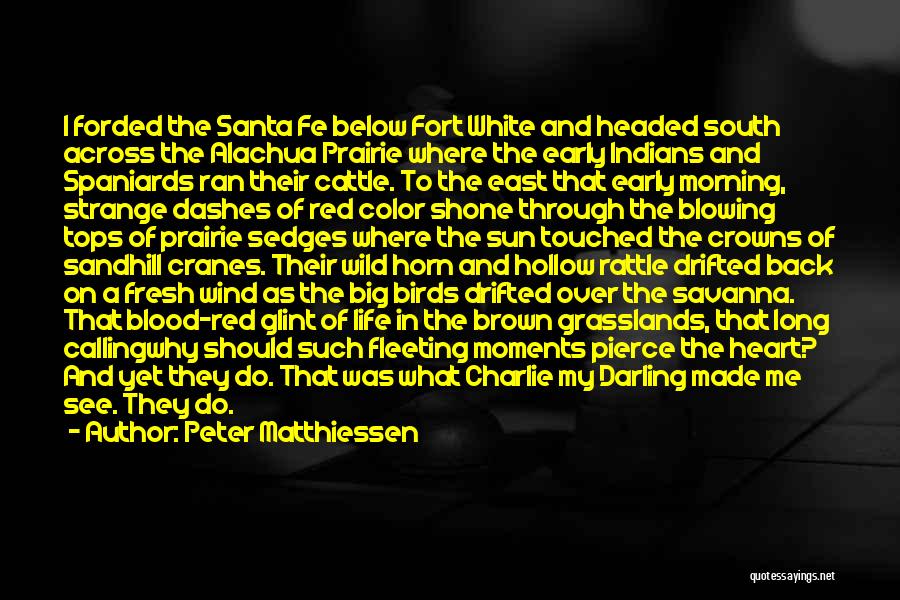 Peter Matthiessen Quotes: I Forded The Santa Fe Below Fort White And Headed South Across The Alachua Prairie Where The Early Indians And