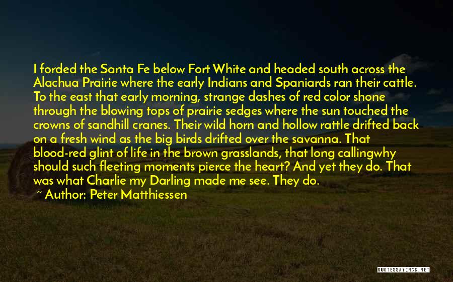 Peter Matthiessen Quotes: I Forded The Santa Fe Below Fort White And Headed South Across The Alachua Prairie Where The Early Indians And