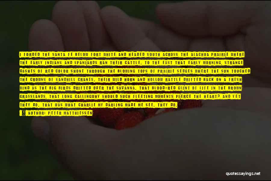 Peter Matthiessen Quotes: I Forded The Santa Fe Below Fort White And Headed South Across The Alachua Prairie Where The Early Indians And