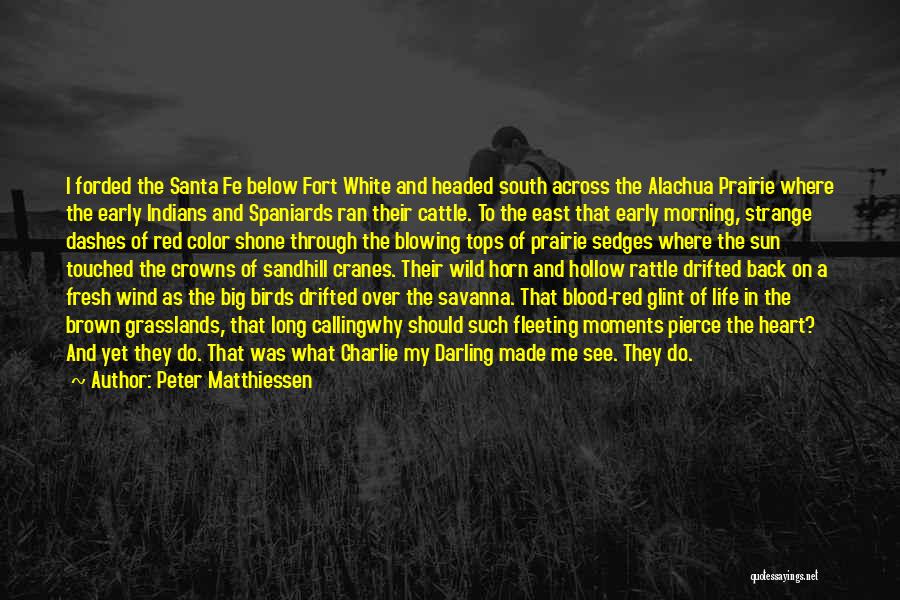 Peter Matthiessen Quotes: I Forded The Santa Fe Below Fort White And Headed South Across The Alachua Prairie Where The Early Indians And