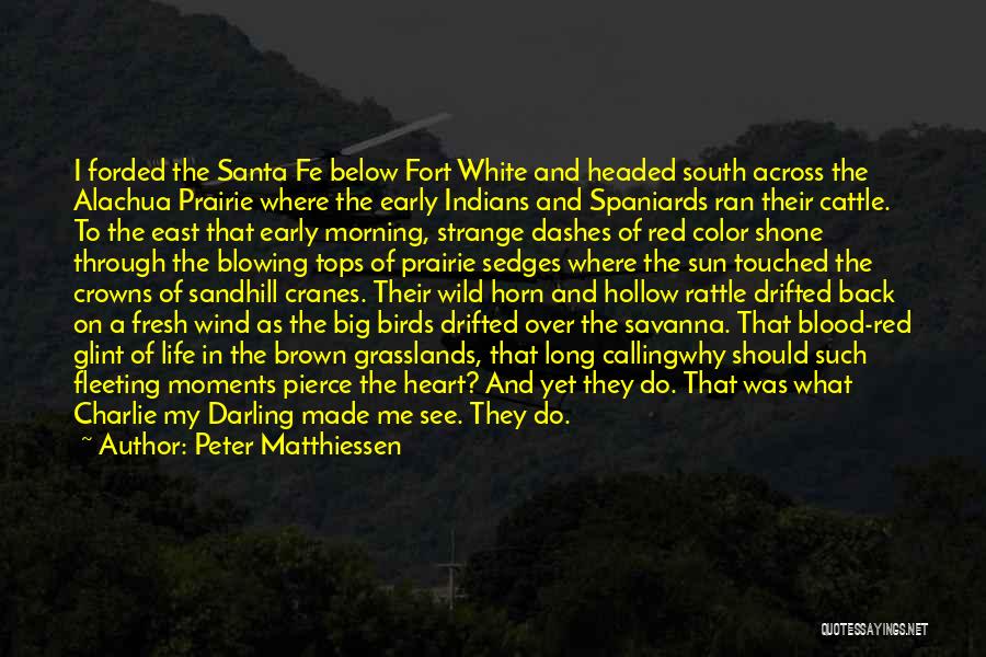 Peter Matthiessen Quotes: I Forded The Santa Fe Below Fort White And Headed South Across The Alachua Prairie Where The Early Indians And