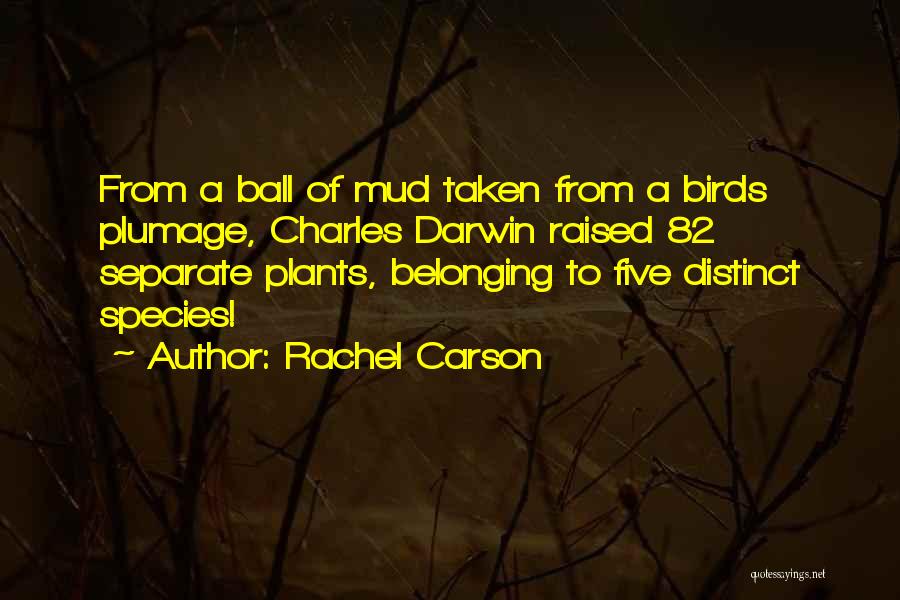Rachel Carson Quotes: From A Ball Of Mud Taken From A Birds Plumage, Charles Darwin Raised 82 Separate Plants, Belonging To Five Distinct