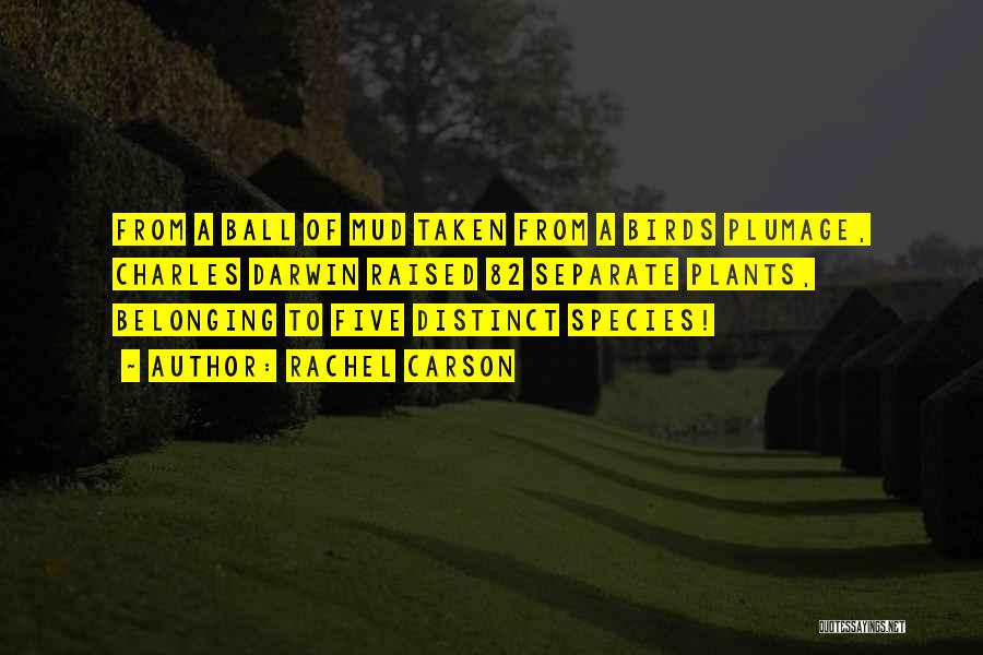 Rachel Carson Quotes: From A Ball Of Mud Taken From A Birds Plumage, Charles Darwin Raised 82 Separate Plants, Belonging To Five Distinct