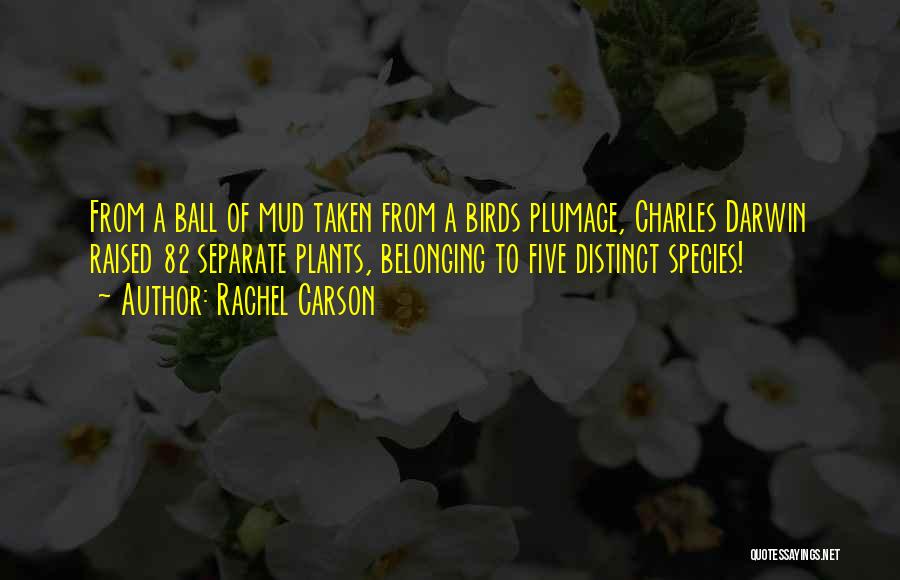 Rachel Carson Quotes: From A Ball Of Mud Taken From A Birds Plumage, Charles Darwin Raised 82 Separate Plants, Belonging To Five Distinct