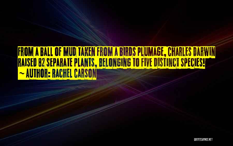 Rachel Carson Quotes: From A Ball Of Mud Taken From A Birds Plumage, Charles Darwin Raised 82 Separate Plants, Belonging To Five Distinct