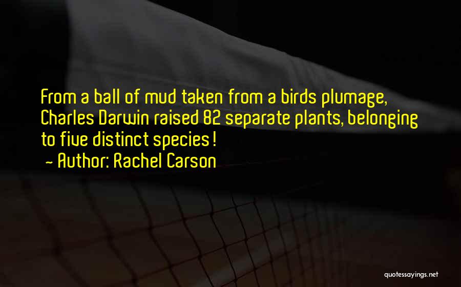 Rachel Carson Quotes: From A Ball Of Mud Taken From A Birds Plumage, Charles Darwin Raised 82 Separate Plants, Belonging To Five Distinct