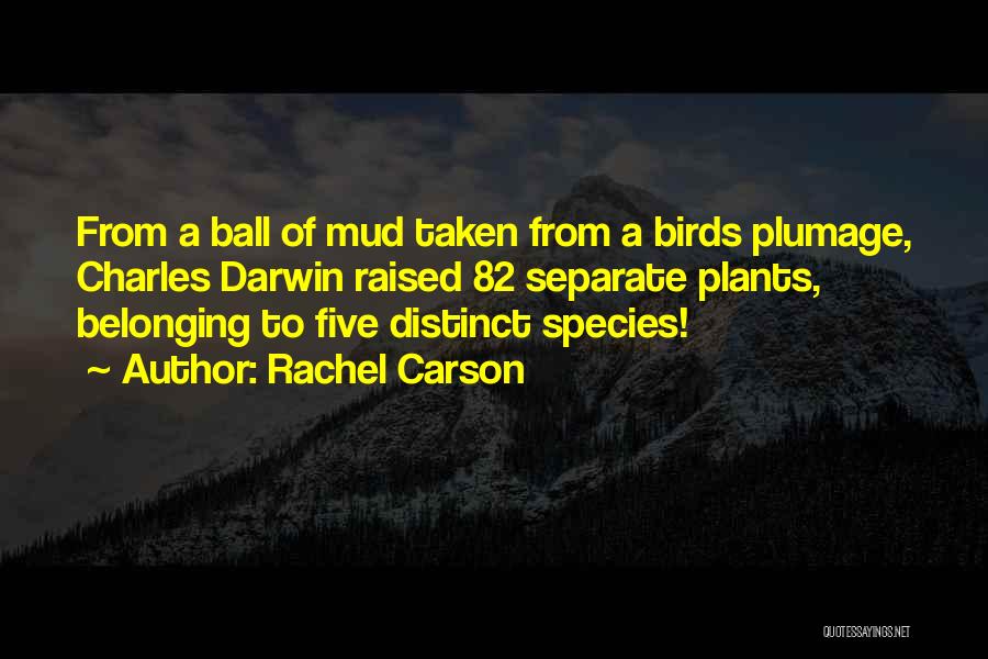 Rachel Carson Quotes: From A Ball Of Mud Taken From A Birds Plumage, Charles Darwin Raised 82 Separate Plants, Belonging To Five Distinct