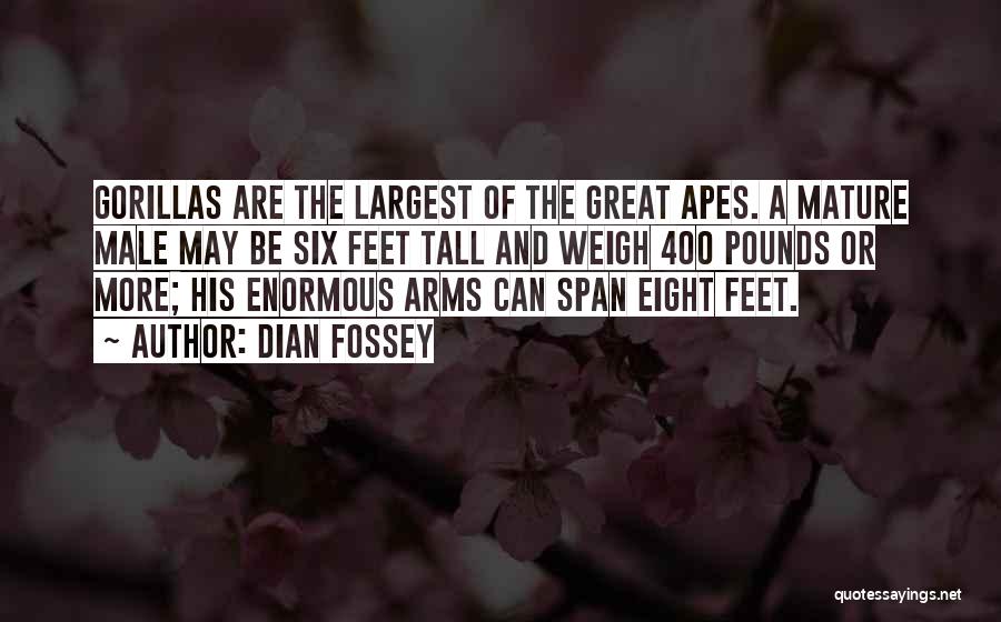 Dian Fossey Quotes: Gorillas Are The Largest Of The Great Apes. A Mature Male May Be Six Feet Tall And Weigh 400 Pounds