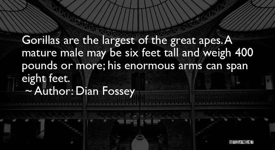 Dian Fossey Quotes: Gorillas Are The Largest Of The Great Apes. A Mature Male May Be Six Feet Tall And Weigh 400 Pounds