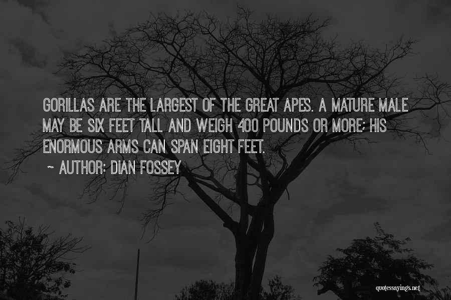 Dian Fossey Quotes: Gorillas Are The Largest Of The Great Apes. A Mature Male May Be Six Feet Tall And Weigh 400 Pounds