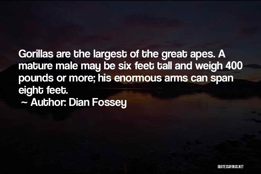 Dian Fossey Quotes: Gorillas Are The Largest Of The Great Apes. A Mature Male May Be Six Feet Tall And Weigh 400 Pounds