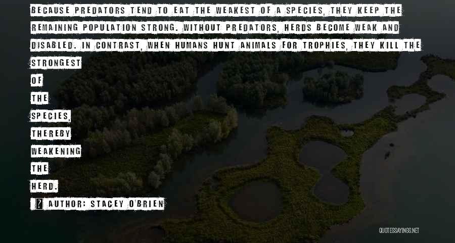 Stacey O'Brien Quotes: Because Predators Tend To Eat The Weakest Of A Species, They Keep The Remaining Population Strong. Without Predators, Herds Become