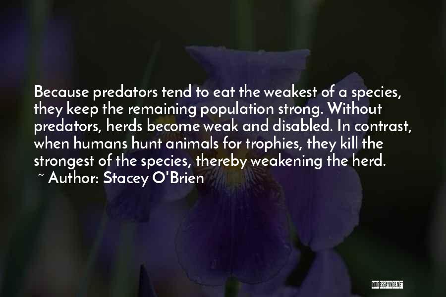 Stacey O'Brien Quotes: Because Predators Tend To Eat The Weakest Of A Species, They Keep The Remaining Population Strong. Without Predators, Herds Become