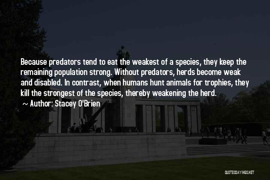 Stacey O'Brien Quotes: Because Predators Tend To Eat The Weakest Of A Species, They Keep The Remaining Population Strong. Without Predators, Herds Become