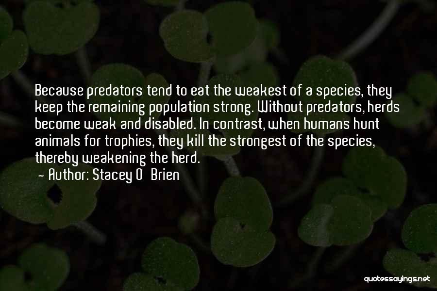 Stacey O'Brien Quotes: Because Predators Tend To Eat The Weakest Of A Species, They Keep The Remaining Population Strong. Without Predators, Herds Become