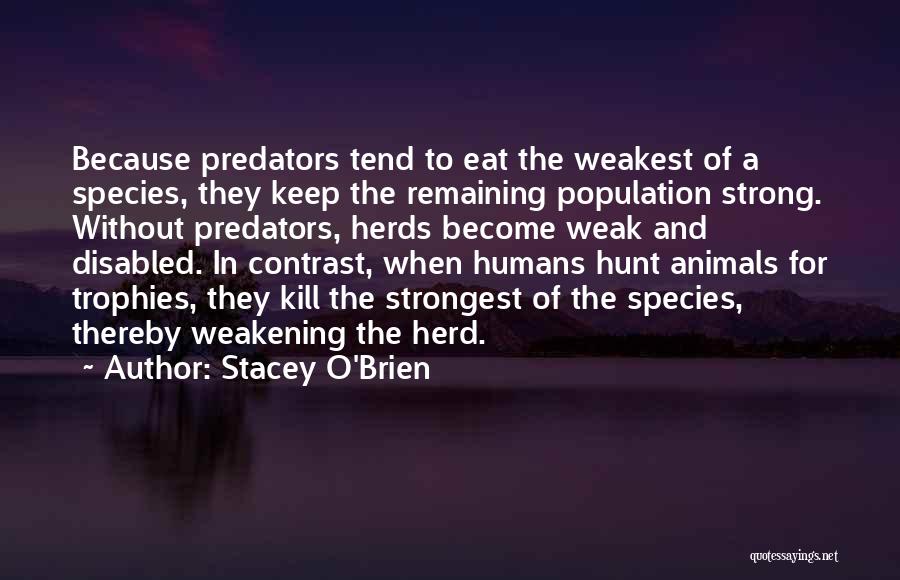 Stacey O'Brien Quotes: Because Predators Tend To Eat The Weakest Of A Species, They Keep The Remaining Population Strong. Without Predators, Herds Become