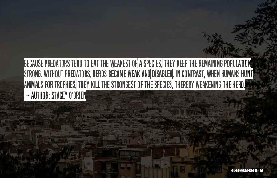 Stacey O'Brien Quotes: Because Predators Tend To Eat The Weakest Of A Species, They Keep The Remaining Population Strong. Without Predators, Herds Become