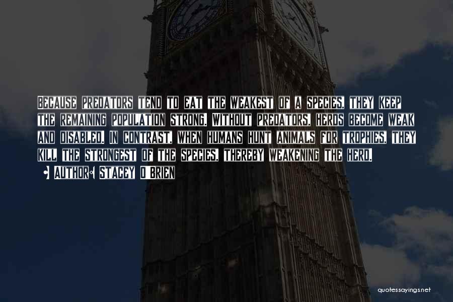 Stacey O'Brien Quotes: Because Predators Tend To Eat The Weakest Of A Species, They Keep The Remaining Population Strong. Without Predators, Herds Become