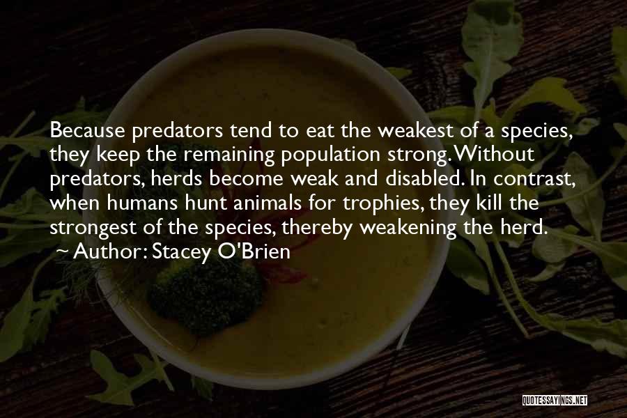 Stacey O'Brien Quotes: Because Predators Tend To Eat The Weakest Of A Species, They Keep The Remaining Population Strong. Without Predators, Herds Become