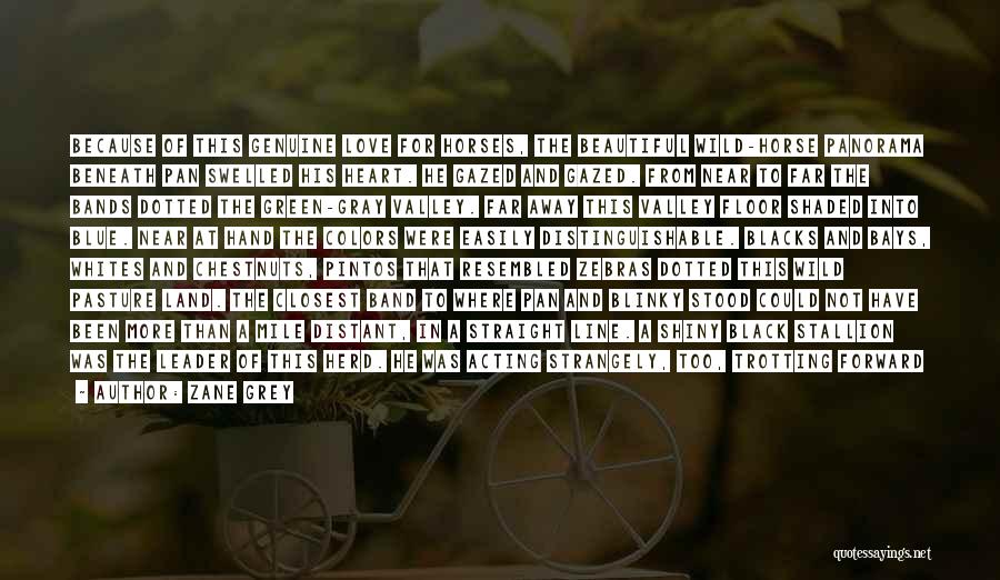 Zane Grey Quotes: Because Of This Genuine Love For Horses, The Beautiful Wild-horse Panorama Beneath Pan Swelled His Heart. He Gazed And Gazed.