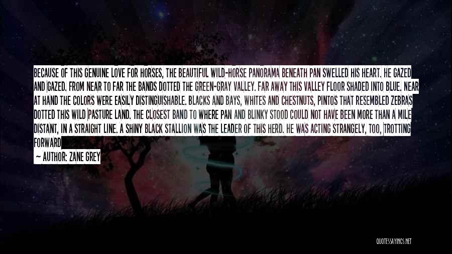 Zane Grey Quotes: Because Of This Genuine Love For Horses, The Beautiful Wild-horse Panorama Beneath Pan Swelled His Heart. He Gazed And Gazed.