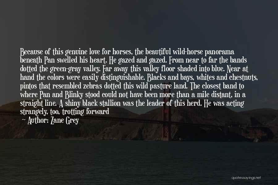 Zane Grey Quotes: Because Of This Genuine Love For Horses, The Beautiful Wild-horse Panorama Beneath Pan Swelled His Heart. He Gazed And Gazed.