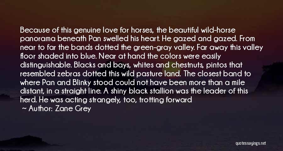 Zane Grey Quotes: Because Of This Genuine Love For Horses, The Beautiful Wild-horse Panorama Beneath Pan Swelled His Heart. He Gazed And Gazed.