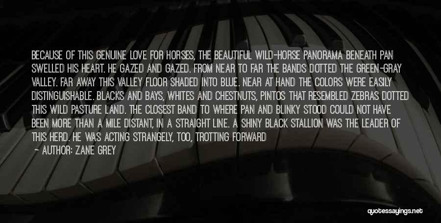 Zane Grey Quotes: Because Of This Genuine Love For Horses, The Beautiful Wild-horse Panorama Beneath Pan Swelled His Heart. He Gazed And Gazed.