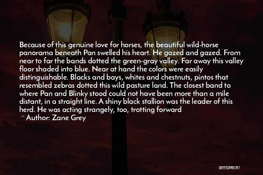 Zane Grey Quotes: Because Of This Genuine Love For Horses, The Beautiful Wild-horse Panorama Beneath Pan Swelled His Heart. He Gazed And Gazed.