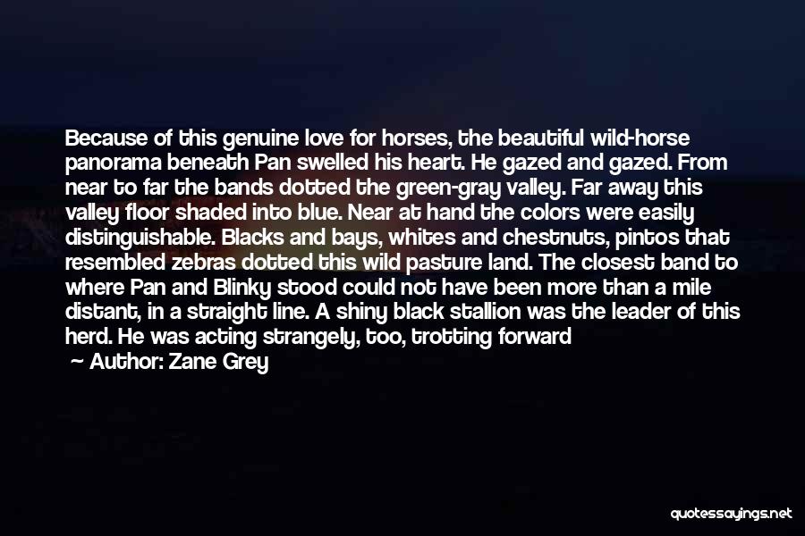 Zane Grey Quotes: Because Of This Genuine Love For Horses, The Beautiful Wild-horse Panorama Beneath Pan Swelled His Heart. He Gazed And Gazed.