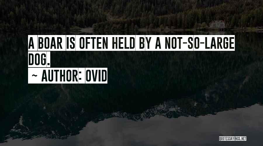 Ovid Quotes: A Boar Is Often Held By A Not-so-large Dog.