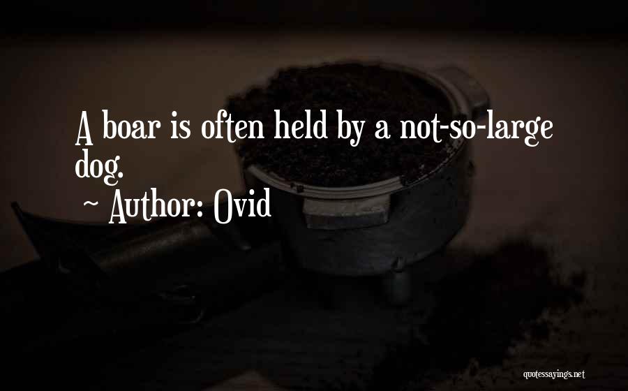 Ovid Quotes: A Boar Is Often Held By A Not-so-large Dog.