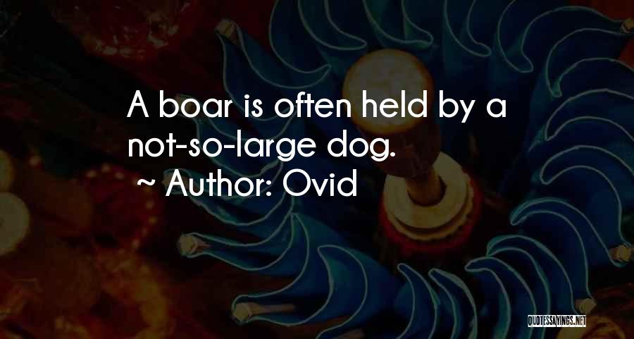 Ovid Quotes: A Boar Is Often Held By A Not-so-large Dog.