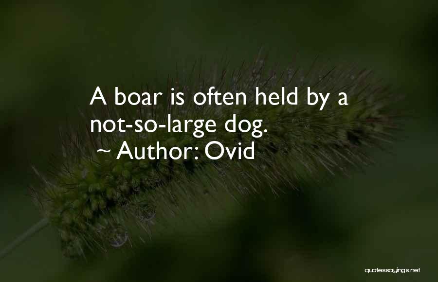 Ovid Quotes: A Boar Is Often Held By A Not-so-large Dog.