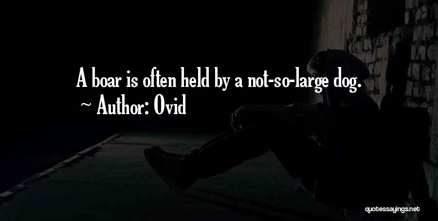 Ovid Quotes: A Boar Is Often Held By A Not-so-large Dog.