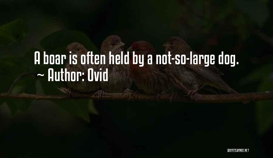 Ovid Quotes: A Boar Is Often Held By A Not-so-large Dog.