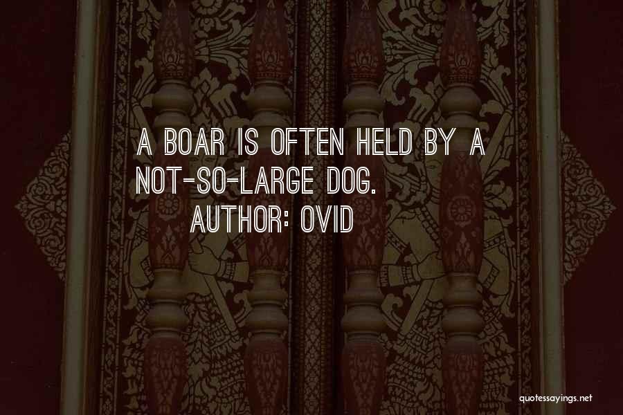 Ovid Quotes: A Boar Is Often Held By A Not-so-large Dog.