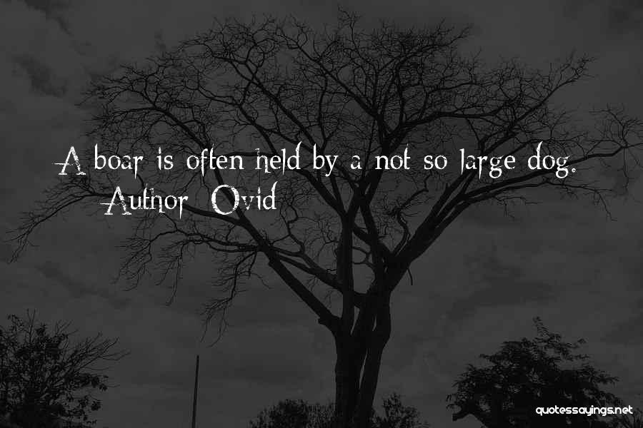 Ovid Quotes: A Boar Is Often Held By A Not-so-large Dog.