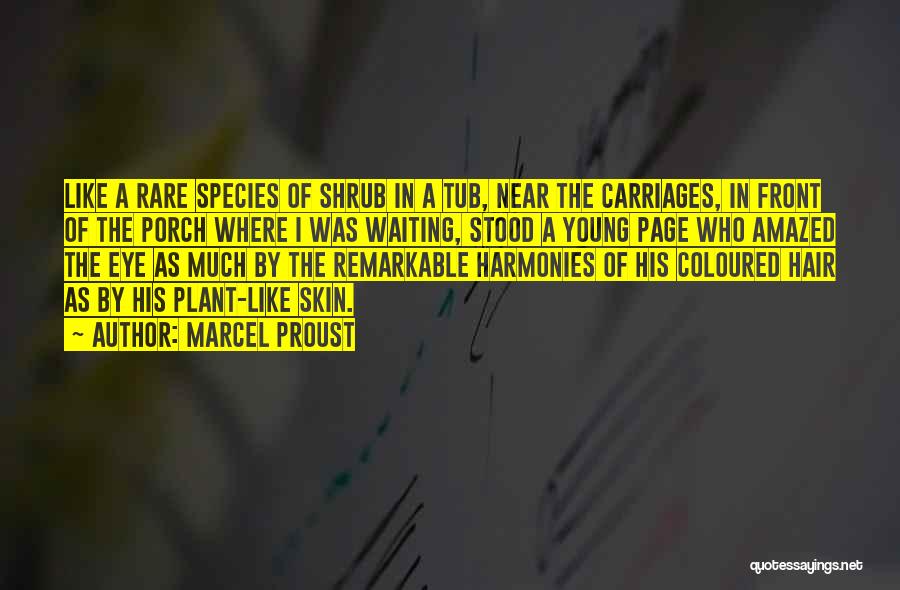 Marcel Proust Quotes: Like A Rare Species Of Shrub In A Tub, Near The Carriages, In Front Of The Porch Where I Was