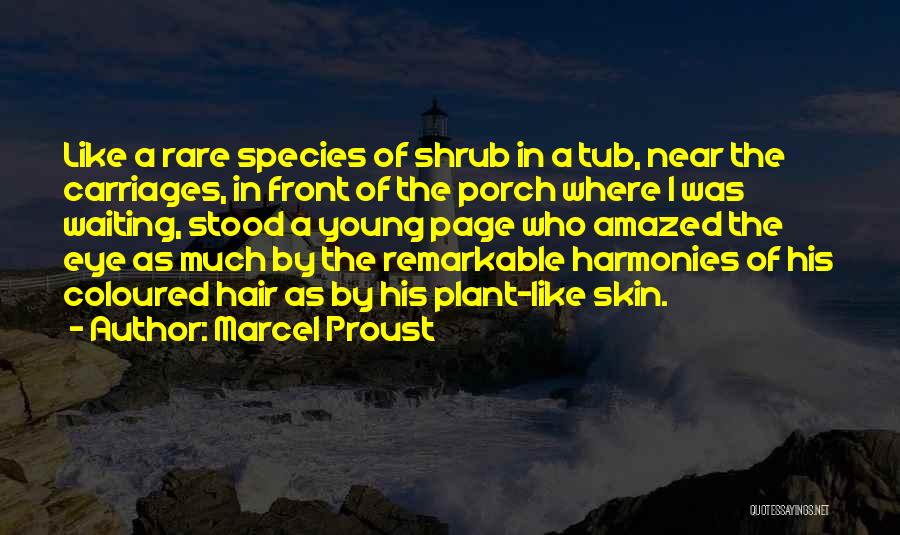 Marcel Proust Quotes: Like A Rare Species Of Shrub In A Tub, Near The Carriages, In Front Of The Porch Where I Was