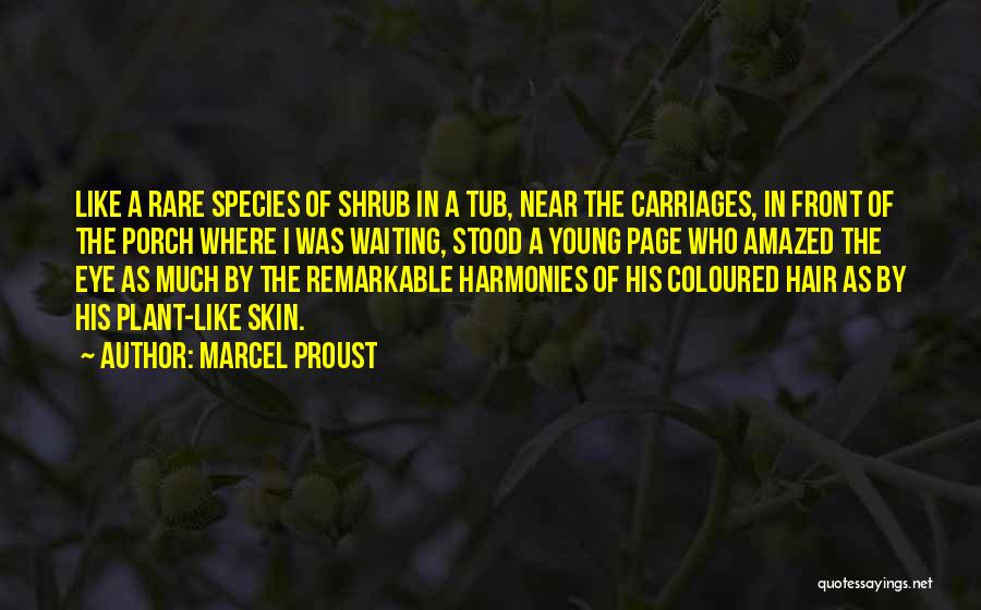 Marcel Proust Quotes: Like A Rare Species Of Shrub In A Tub, Near The Carriages, In Front Of The Porch Where I Was