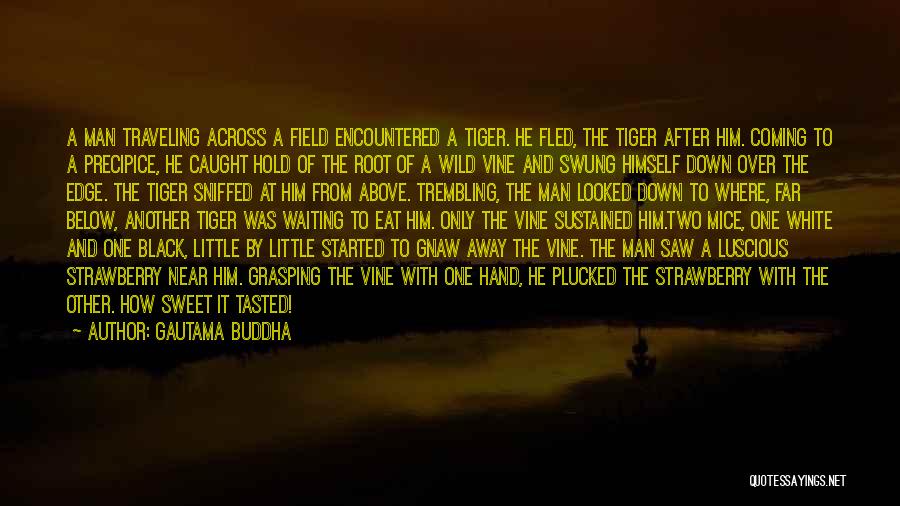 Gautama Buddha Quotes: A Man Traveling Across A Field Encountered A Tiger. He Fled, The Tiger After Him. Coming To A Precipice, He
