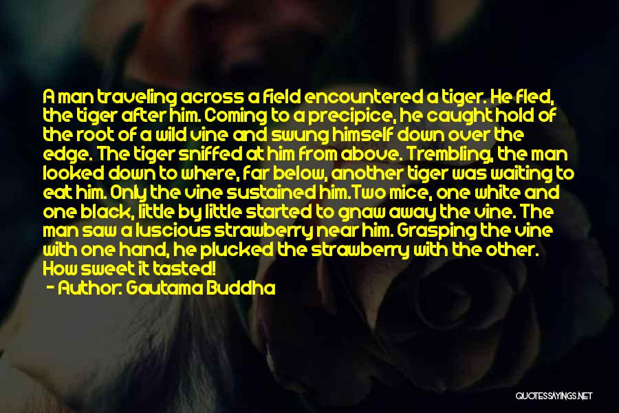 Gautama Buddha Quotes: A Man Traveling Across A Field Encountered A Tiger. He Fled, The Tiger After Him. Coming To A Precipice, He