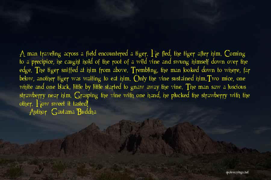 Gautama Buddha Quotes: A Man Traveling Across A Field Encountered A Tiger. He Fled, The Tiger After Him. Coming To A Precipice, He