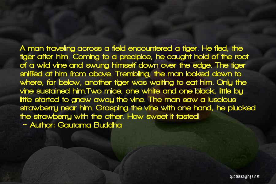 Gautama Buddha Quotes: A Man Traveling Across A Field Encountered A Tiger. He Fled, The Tiger After Him. Coming To A Precipice, He