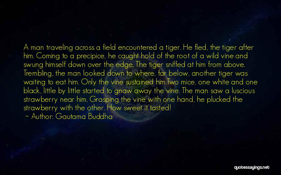 Gautama Buddha Quotes: A Man Traveling Across A Field Encountered A Tiger. He Fled, The Tiger After Him. Coming To A Precipice, He