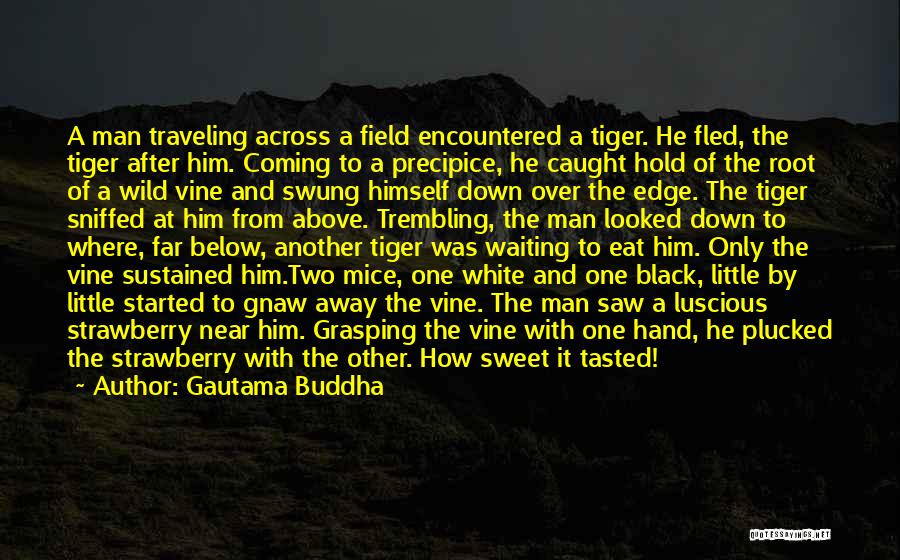 Gautama Buddha Quotes: A Man Traveling Across A Field Encountered A Tiger. He Fled, The Tiger After Him. Coming To A Precipice, He